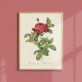 Affiche Fleurs Rosier du Pont