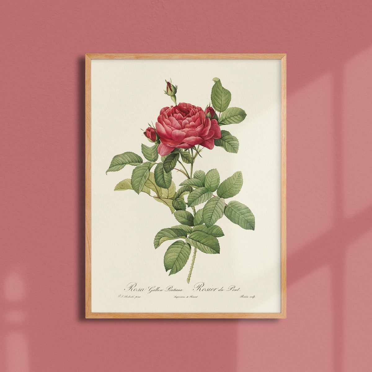 Affiche Fleurs Rosier du Pont