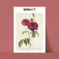 Affiche Fleurs Rosier Évêque