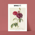 Affiche Fleurs Rosier Évêque