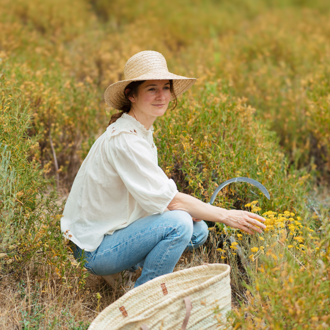 French Botanical Oil of Immortelle
