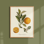 Affiche Pomologie Bigarade couronnée