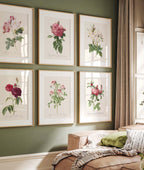 Affiche Fleurs Rosier Évêque